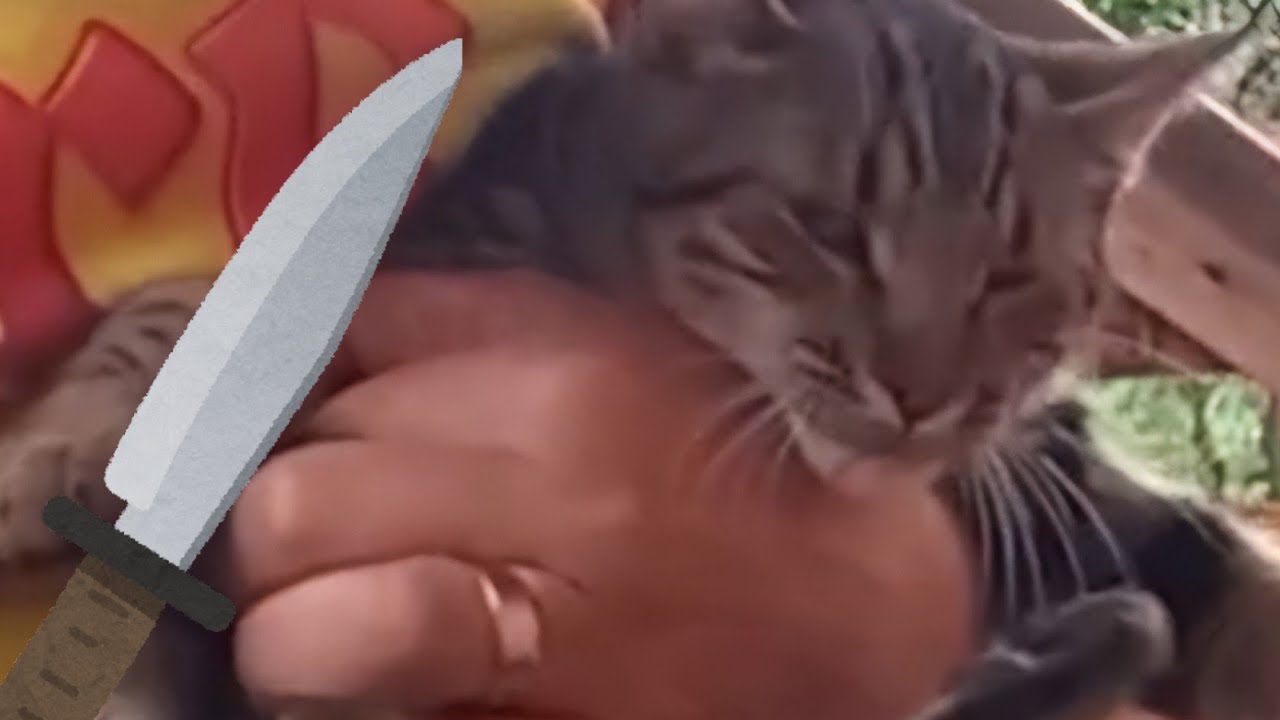 CASTRAÇÃO DE GATO