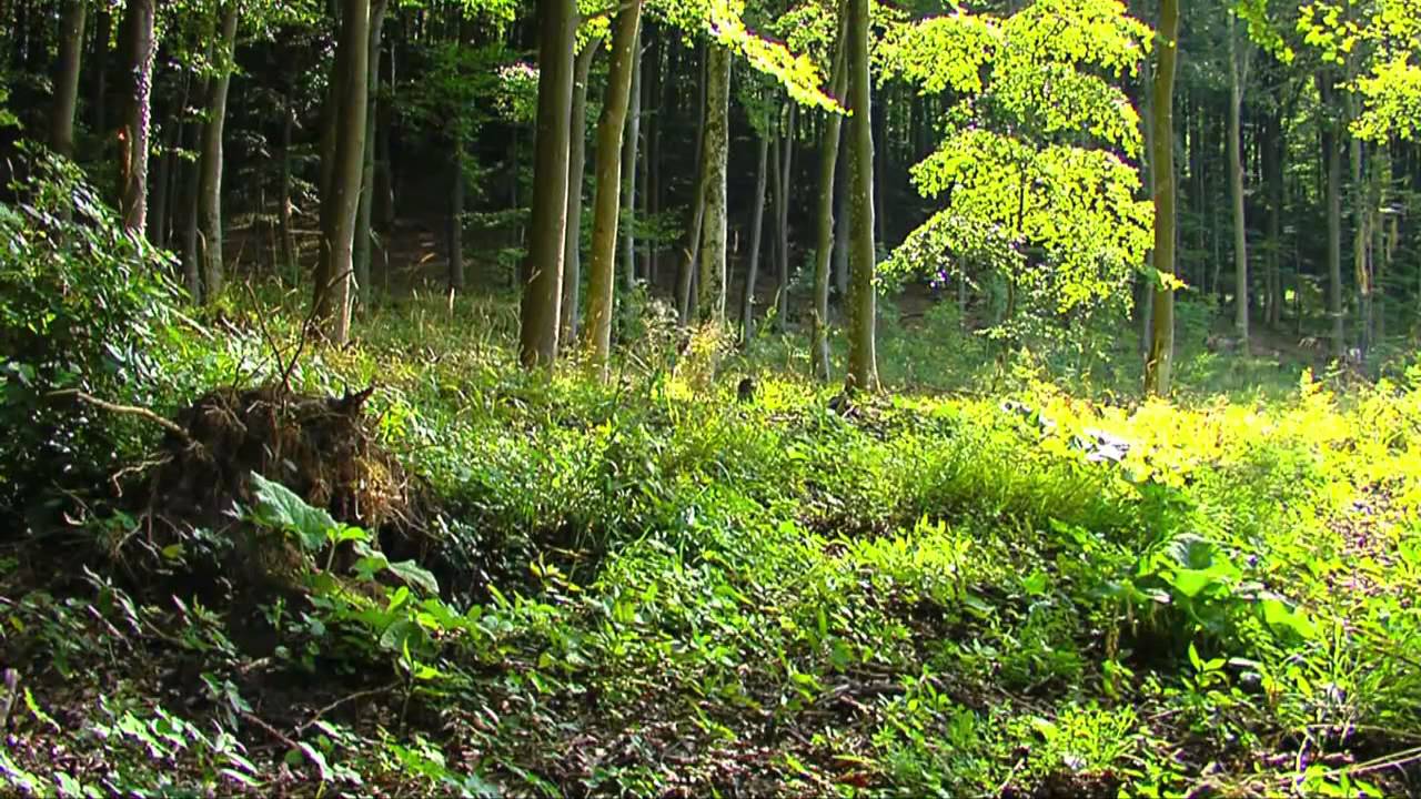 Naturschutzgebiete Urfttal und Genfbachtal bei Nettersheim