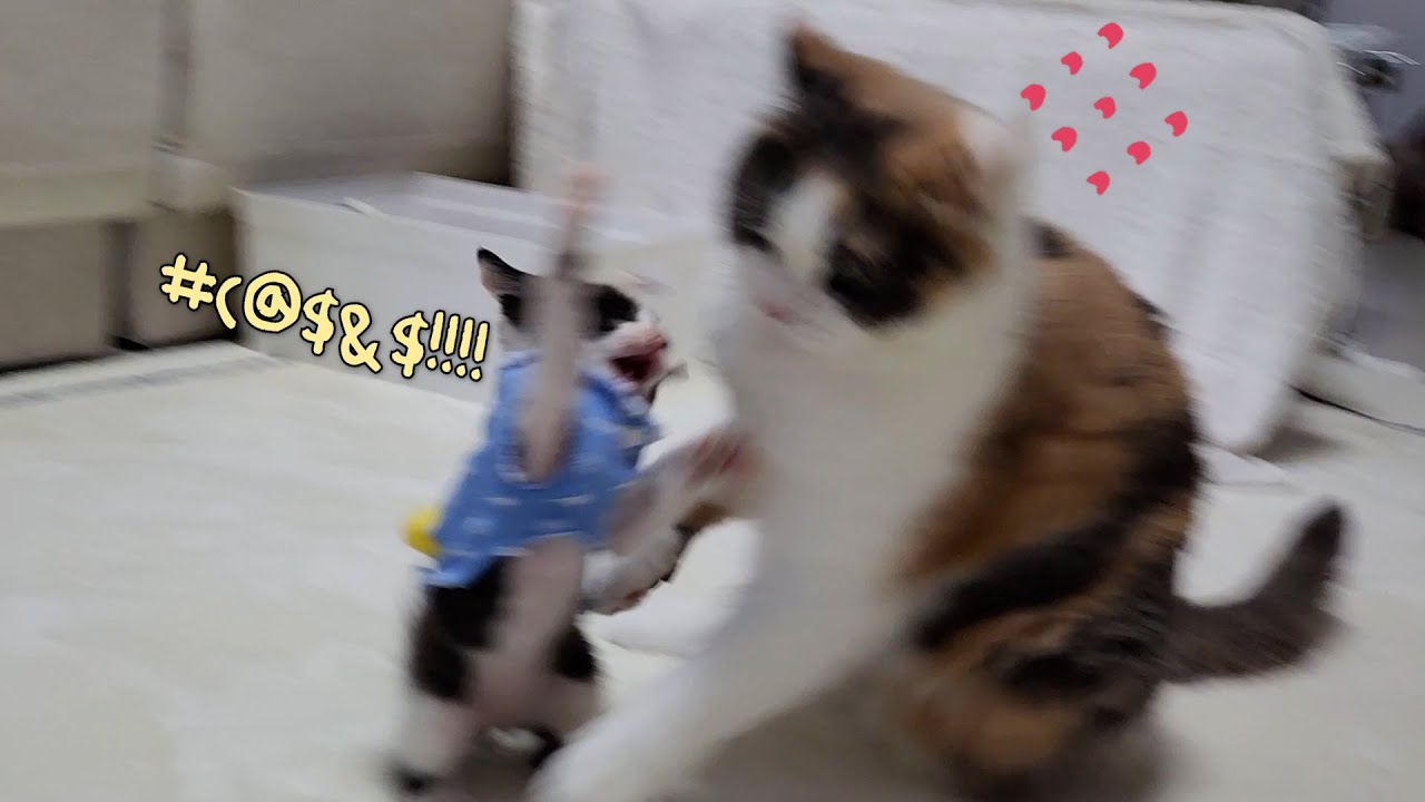5년 동안 외동으로 살았던 고양이에게 애기 고양이를 맡겼더니...