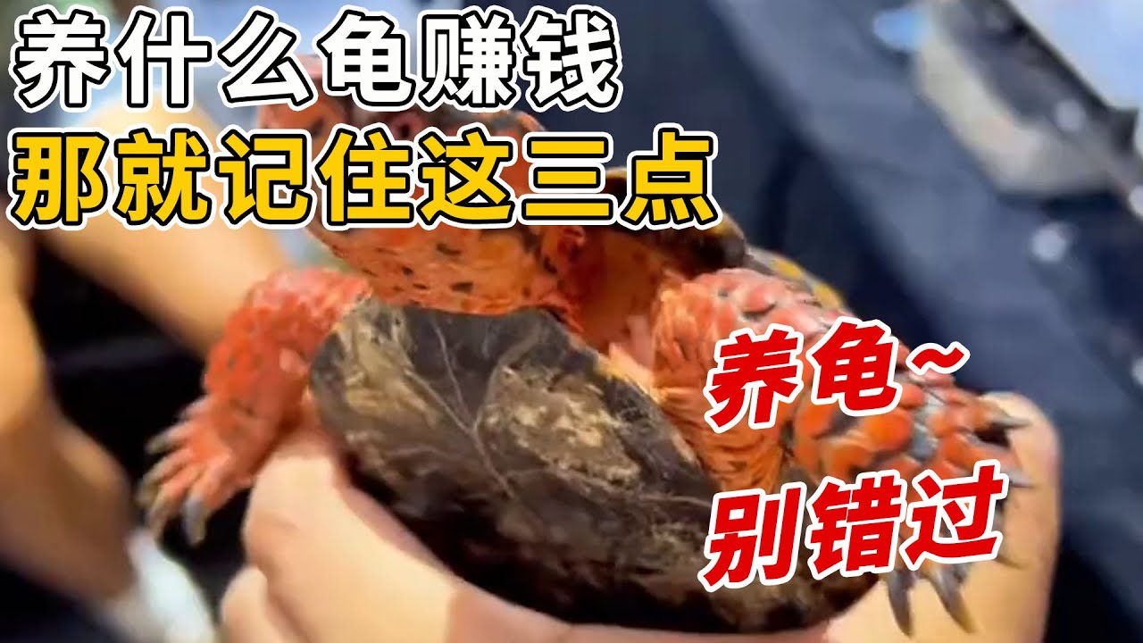 養什麼龜賺錢？想靠養龜致富，那就別錯過這些！