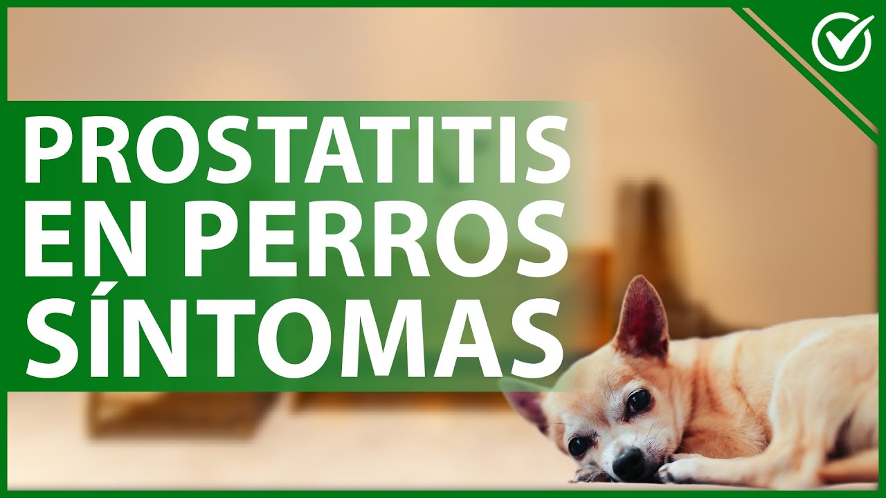 🐕 PROSTATITIS en PERROS: Causas, síntomas, diagnóstico, tratamiento y prevención 😓🐕