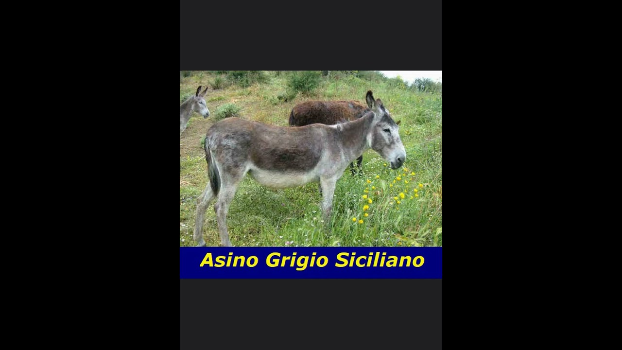 ASINI DAL MONDO