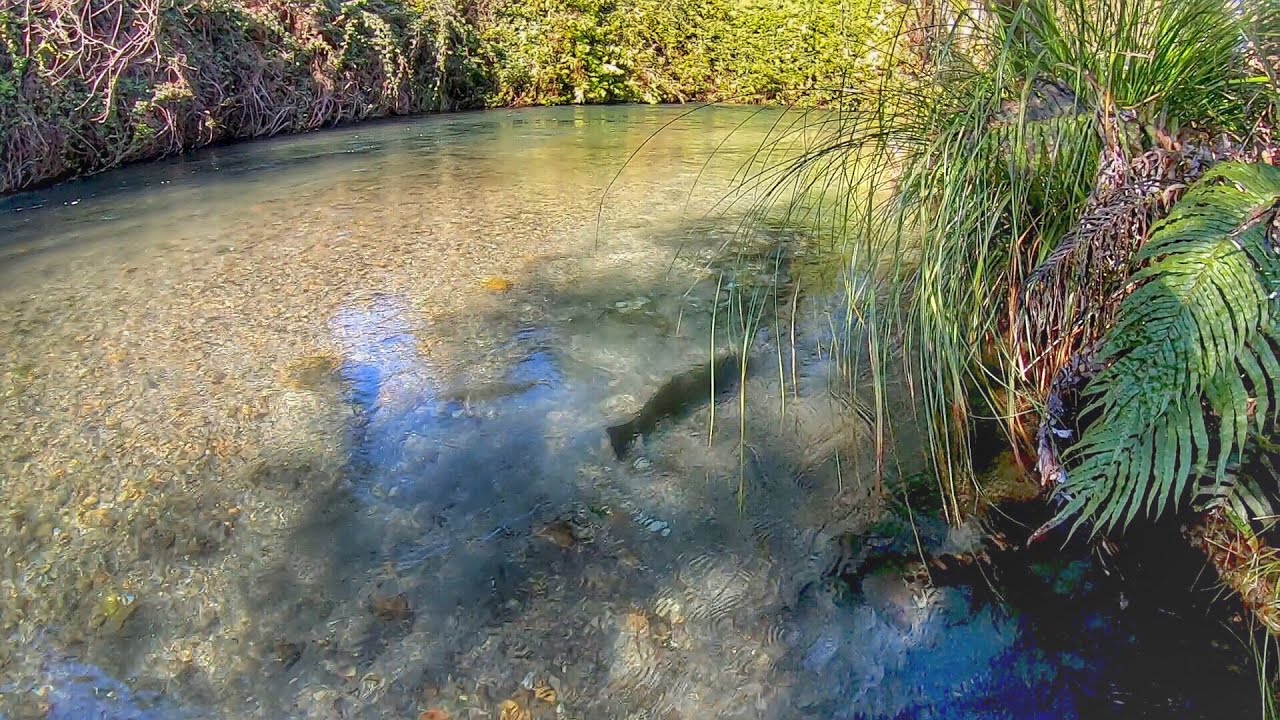 Catching Huge Trout in ULTRA clear water!