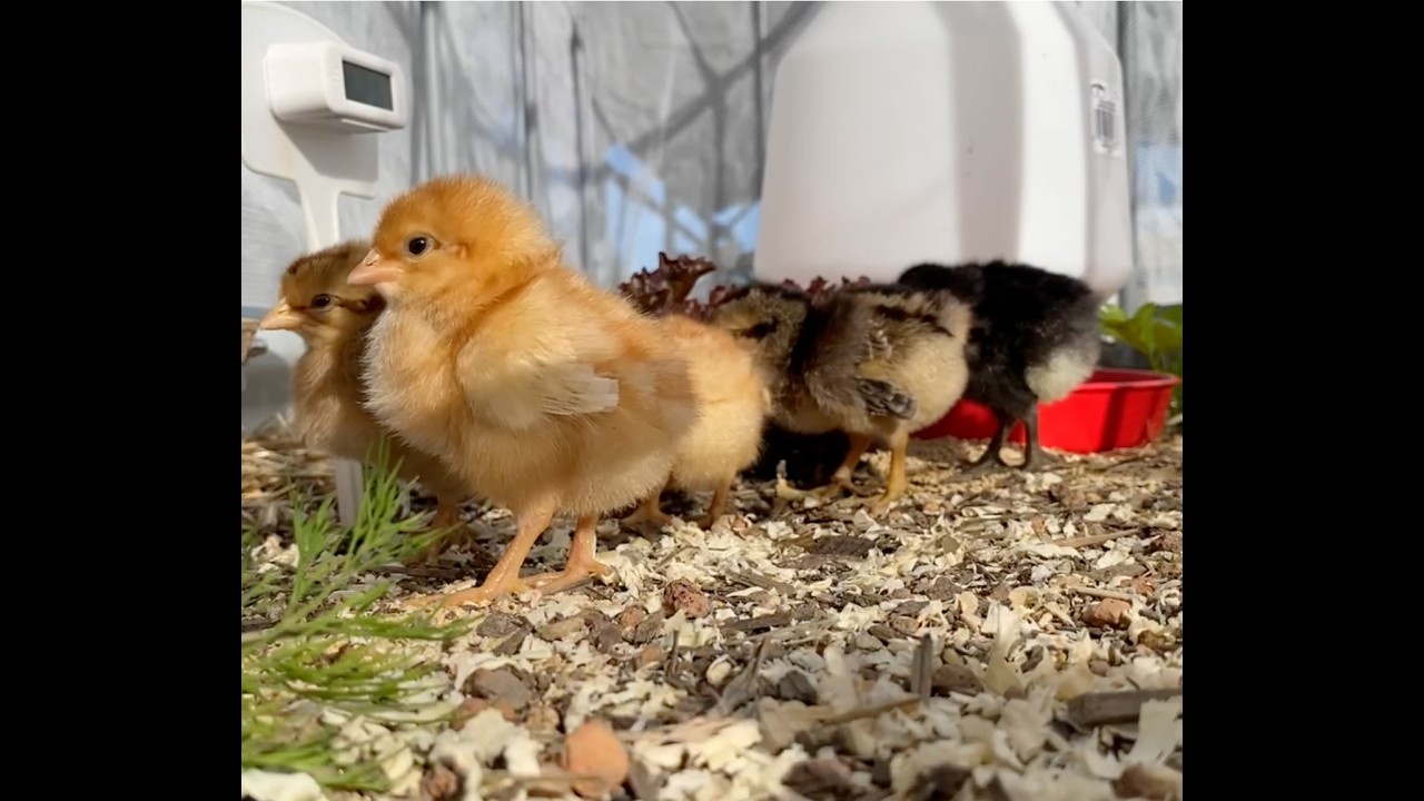 Day 0 - Just Baby Chicks Stream