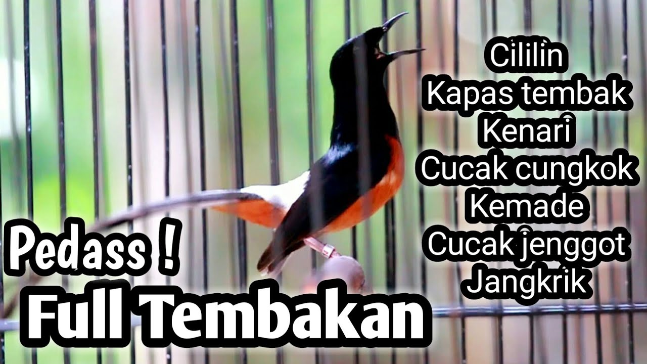 MASTERAN MURAI BATU FULL ISIAN TEMBAKAN CILILIN KAPAS TEMBAK KENARI CUNGKOK JENGGOT KEMADE DLL