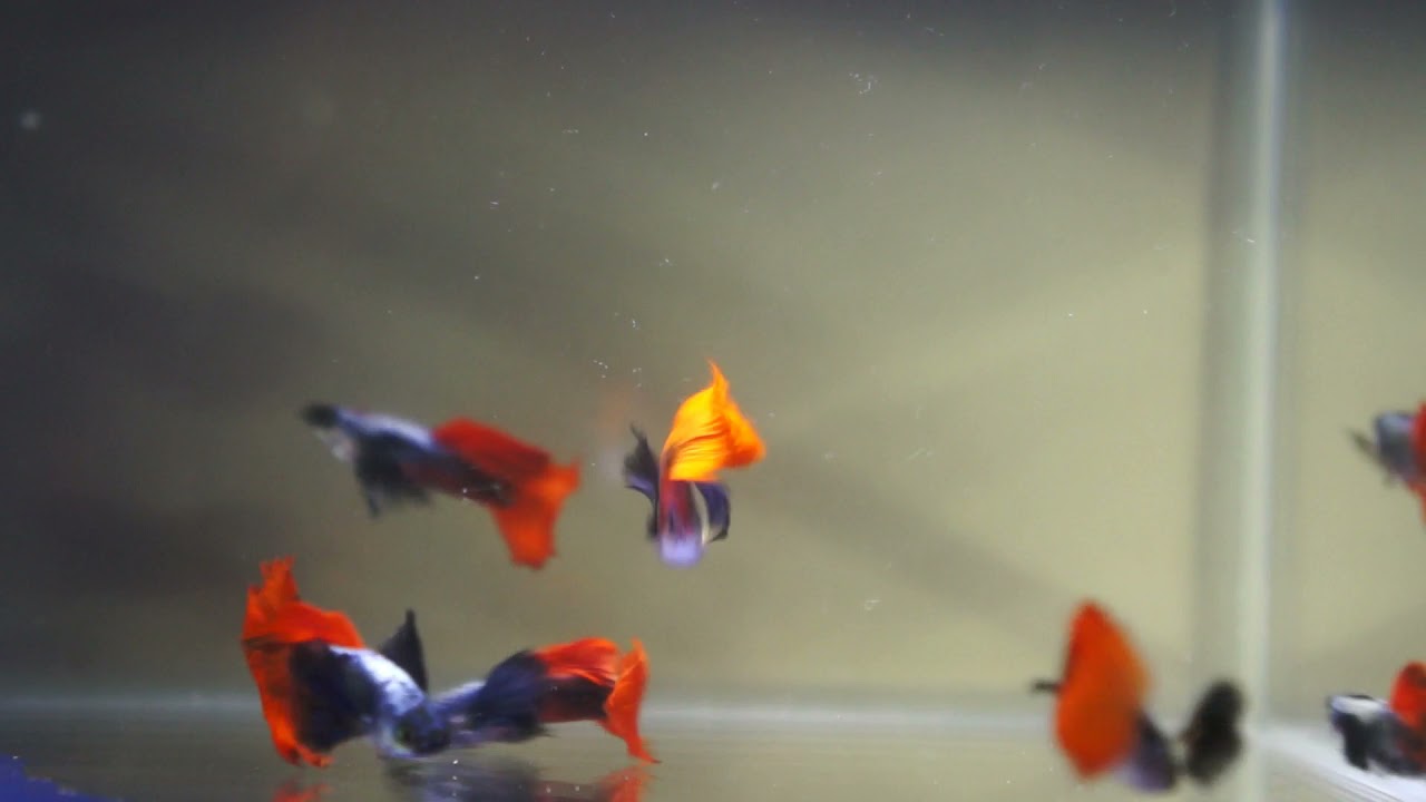 Dumbo Red Tail