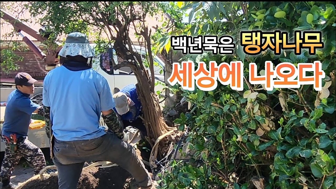 백년 묵은 탱자나무 세상에 나오다! #탱자나무 #정원수 #특수목 #귀농귀촌 #임업후계자 #님사랑 #고목