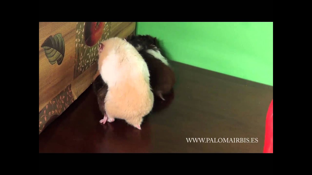 AMOR DE HAMSTER