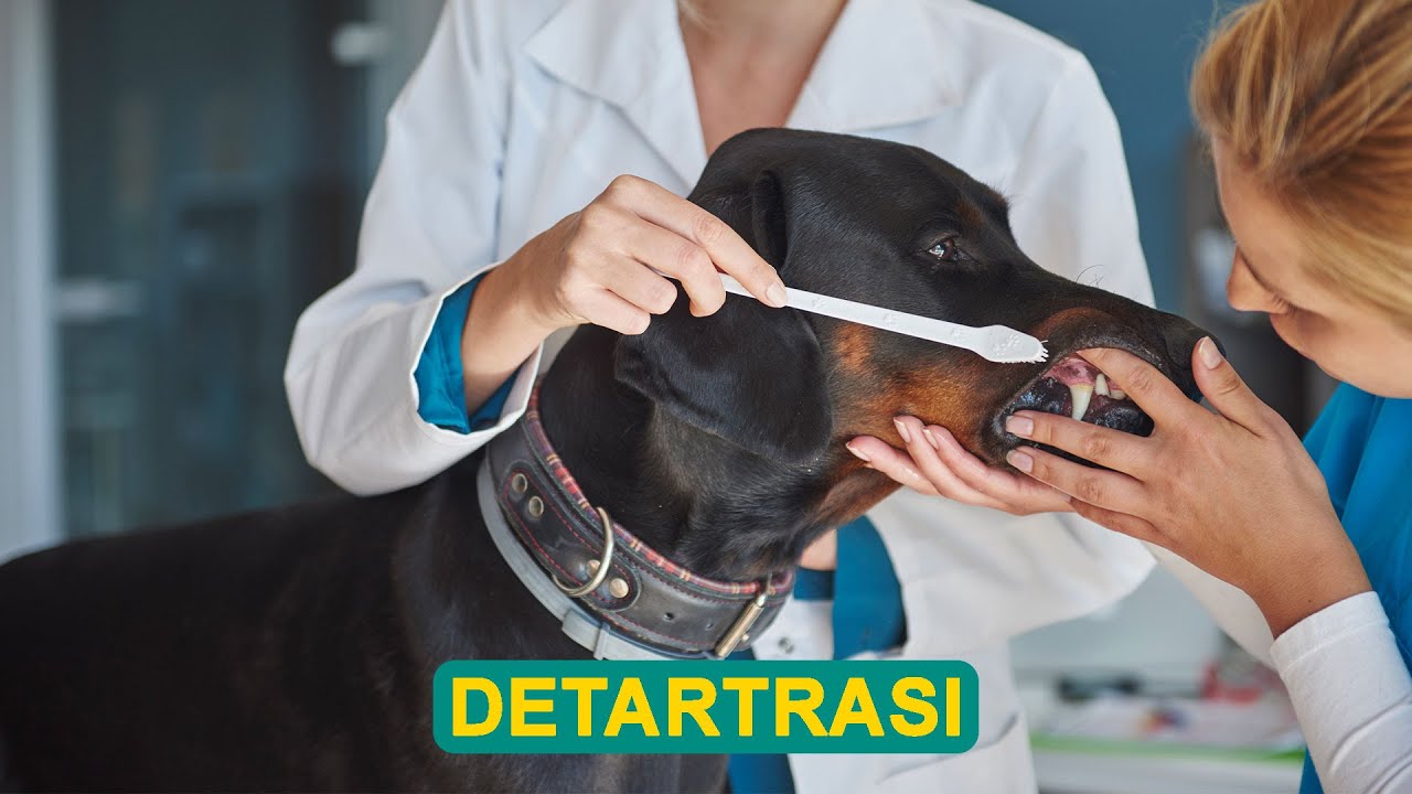 DETARTRASI CANE E GATTO 🦷
