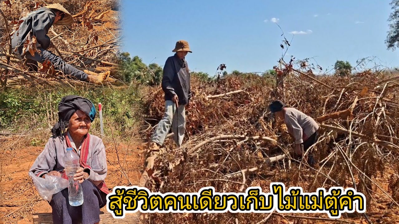 แม่ตู้คำสู้ชีวิตคนเดียวไม่ยอมถอย แว่ช่วยแม่ตู้เก็บไม้ 23 มกราคม ค.ศ. 2026