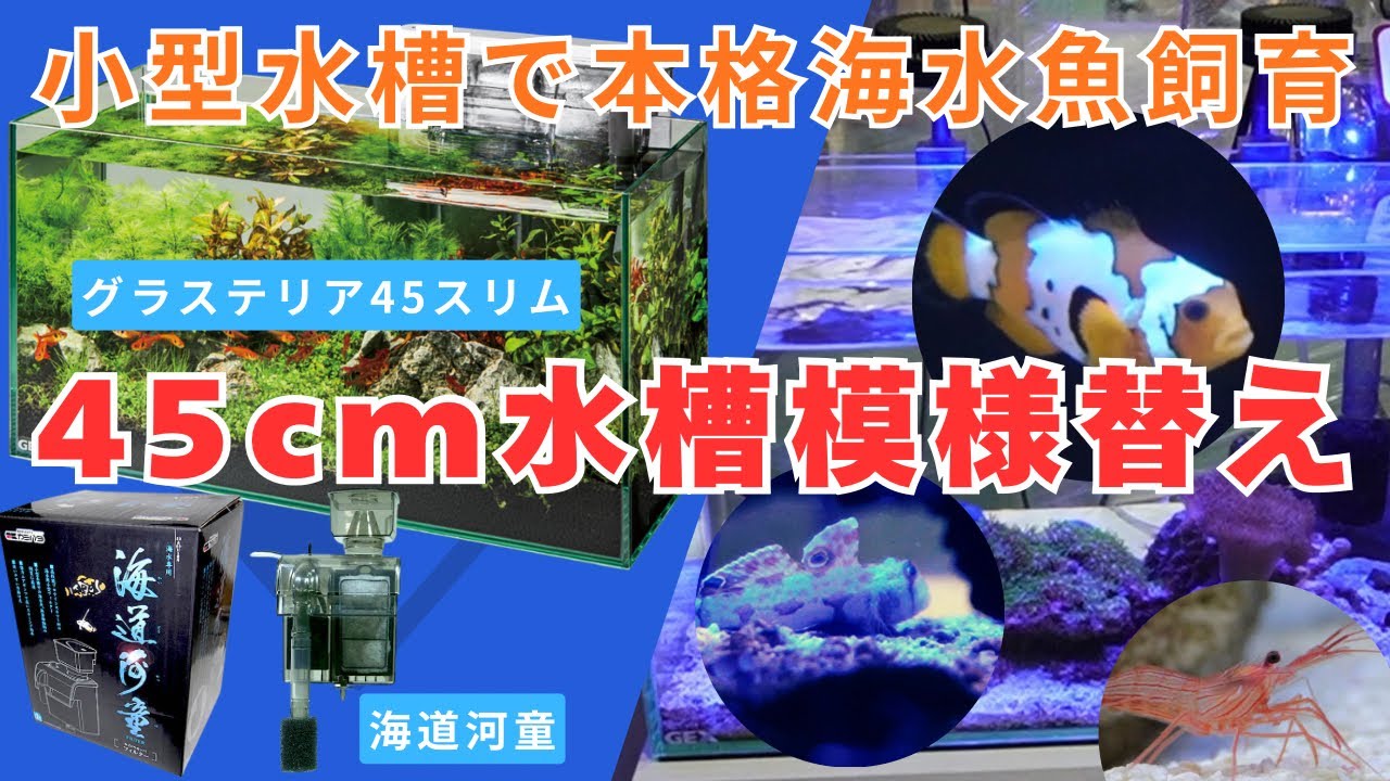 1年前にGEX１番人気グラステリアスリムと海道河童を使った４５cm水槽で作った本格的な海水魚水槽をリニューアルします！カーリー対策で入れたペパーミントシュリンプのカーリーを食べるシーン必見！！
