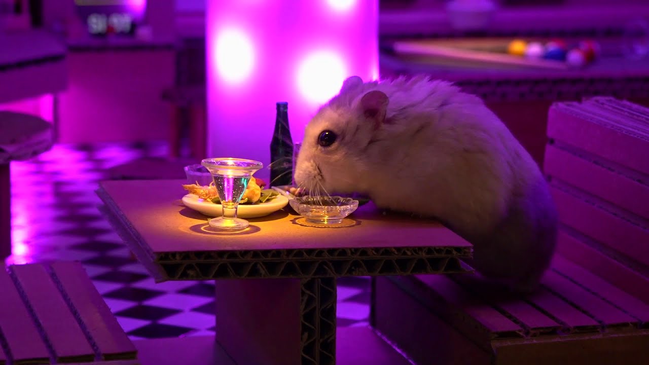 햄스터 전용 감주 (Hamster PUB)