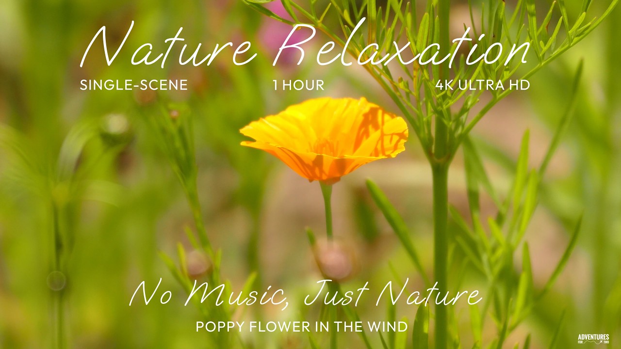 1 Hour of Poppy Flower in the Wind – 4K Nature Relaxation | Single Scene, No Music