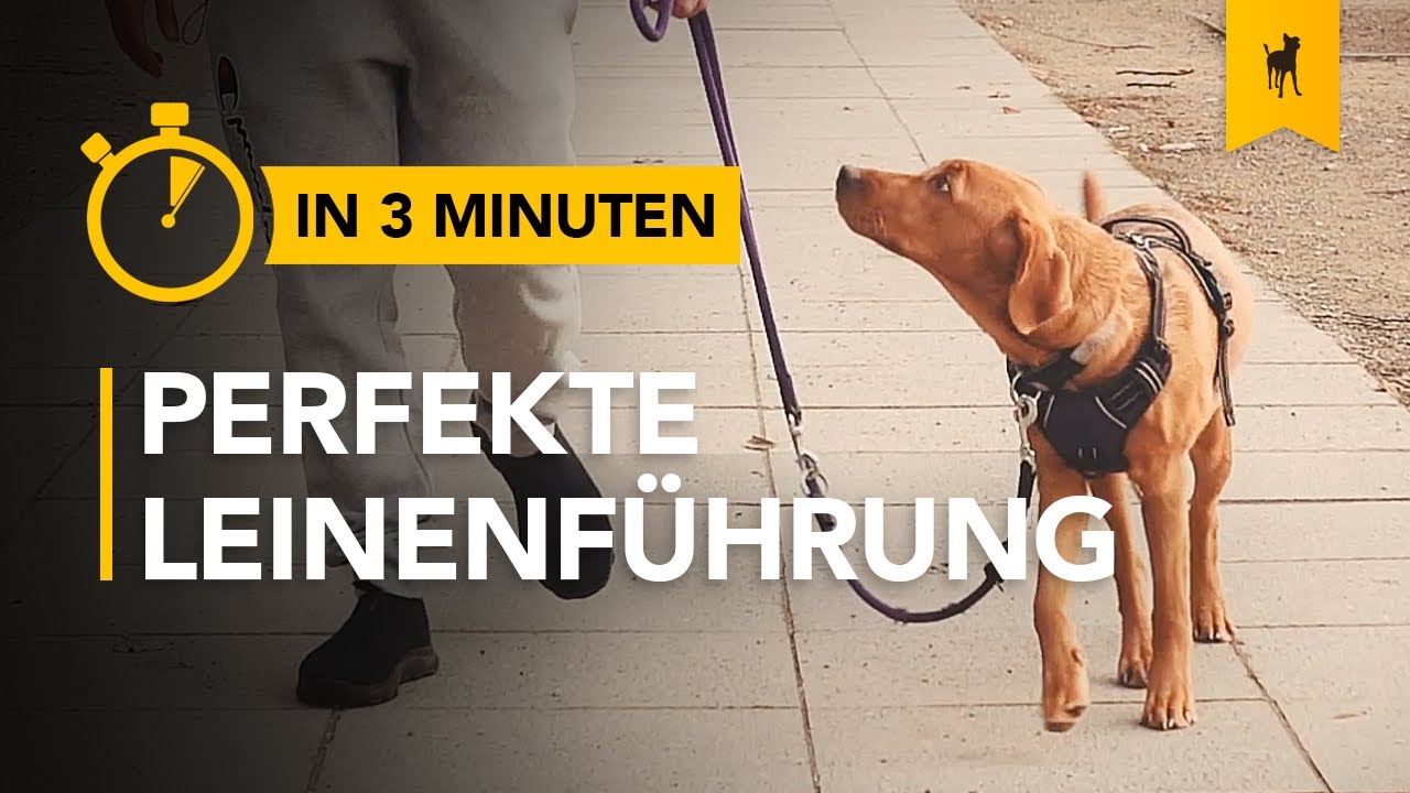 Ziehen an der Leine abgew&ouml;hnen | Hundetraining in 3 Minuten