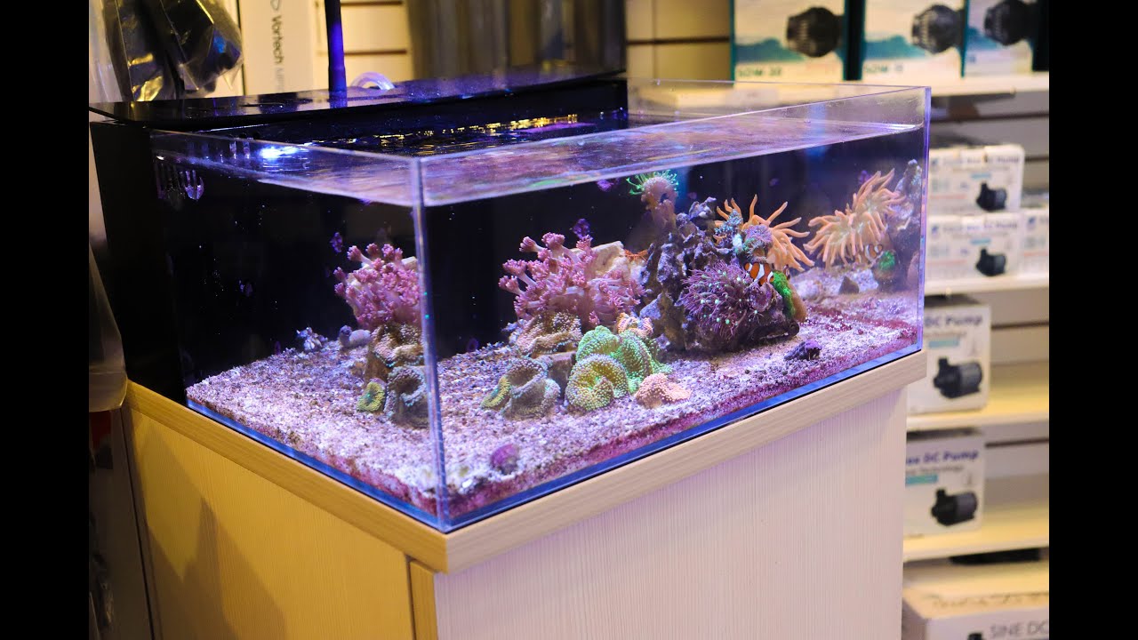 Corals growing out of the water.... now what ?