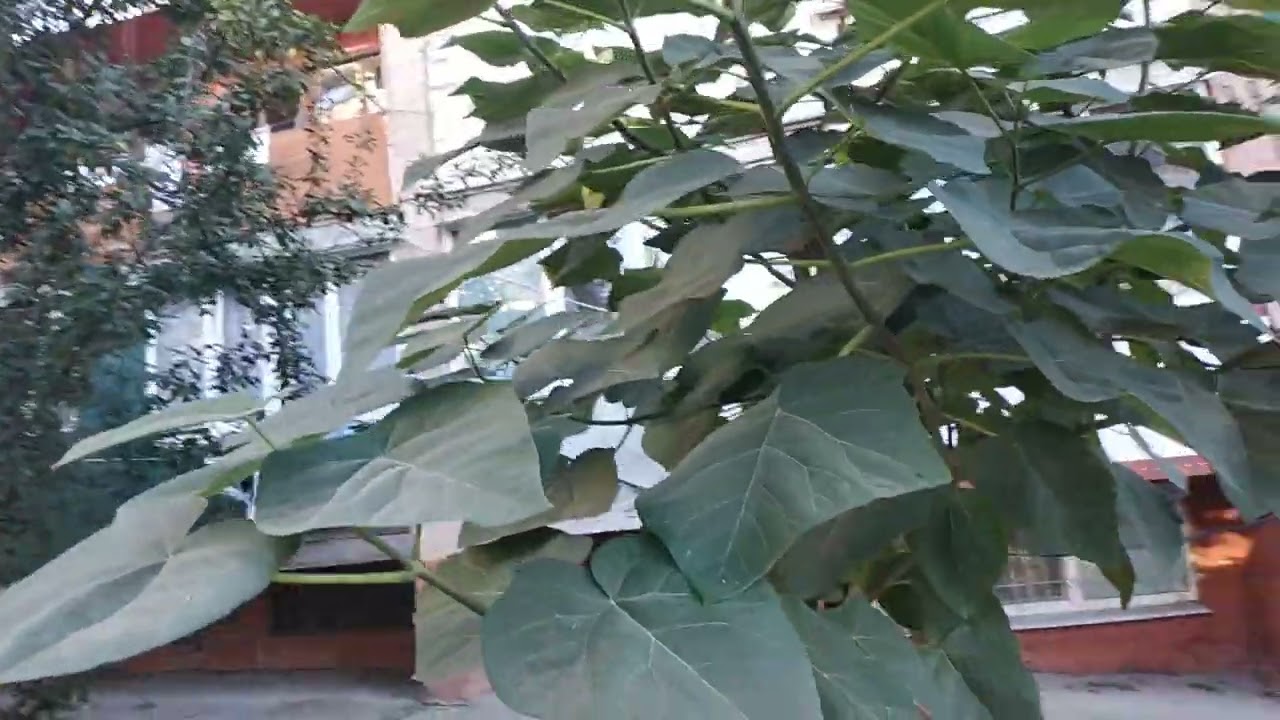 ПАВЛОВНИЯ 5 лет Супергибрид