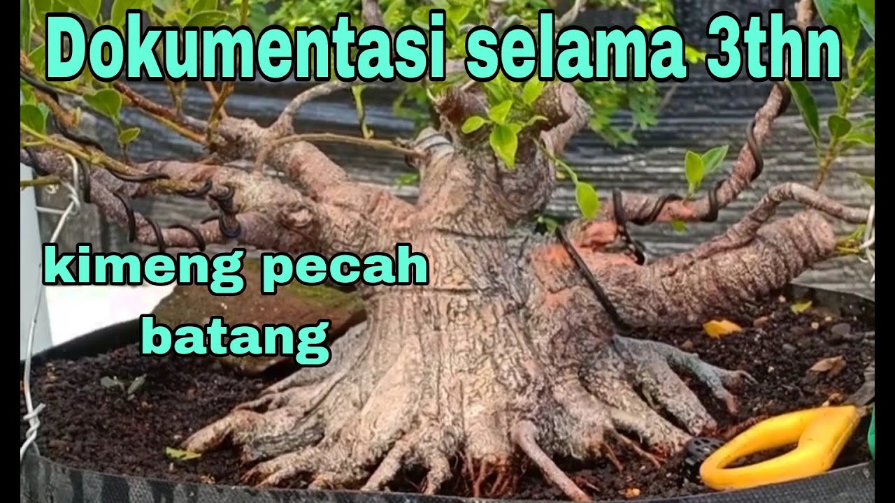 bonsai kimeng ini aku buat selama 3thn//dokumentasi sejak awal pecah batang//kimeng prokar