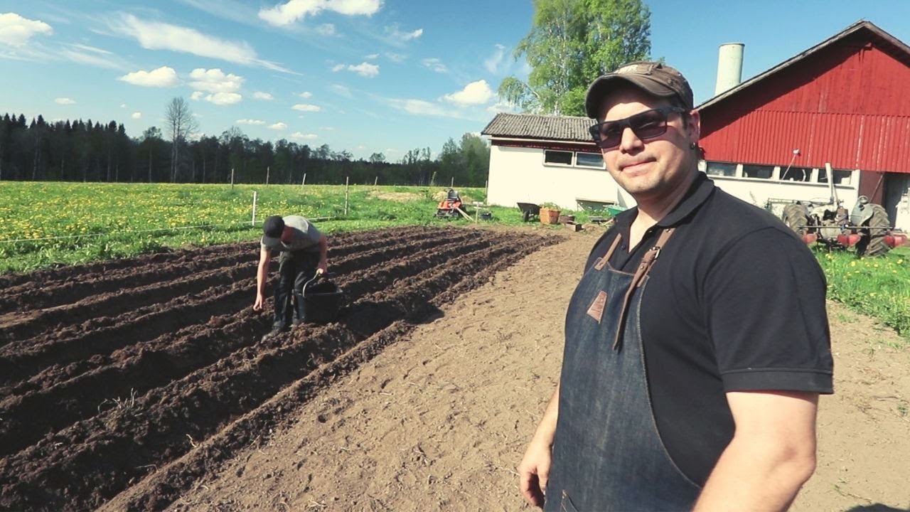 Vi sätter potatis 2019!