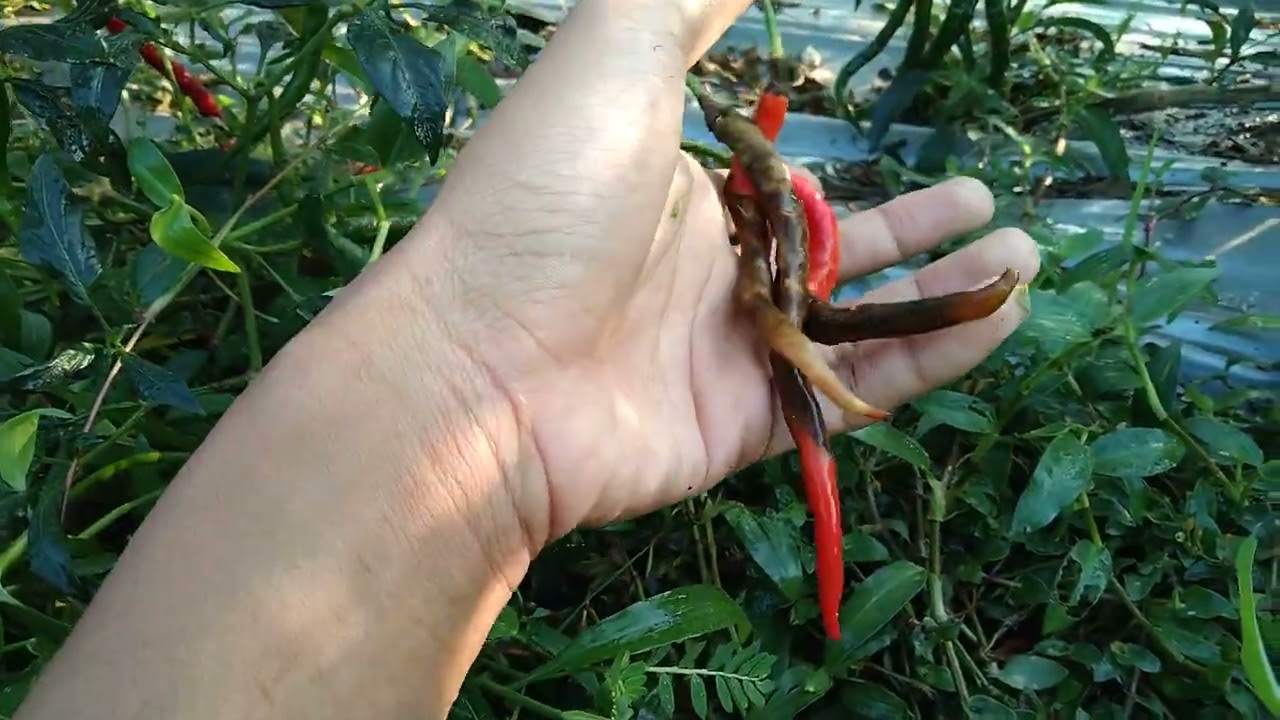 inilah permasalahan pesaing antraknos pada buah cabai keriting pada waktu musim kemarau