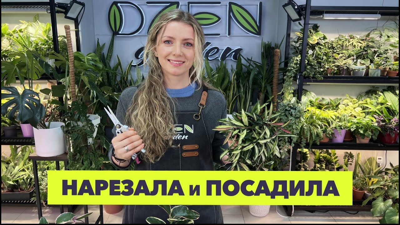 Черенкую и сажаю хойи » Январь 2026