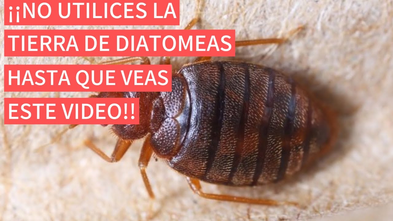 ❌ALTO❌ NO UTILICES LA TIERRA  #DIATOMEAS PARA ELIMINAR LAS #CHINCHES DE CAMA,  HASTA VER ESTE VIDEO