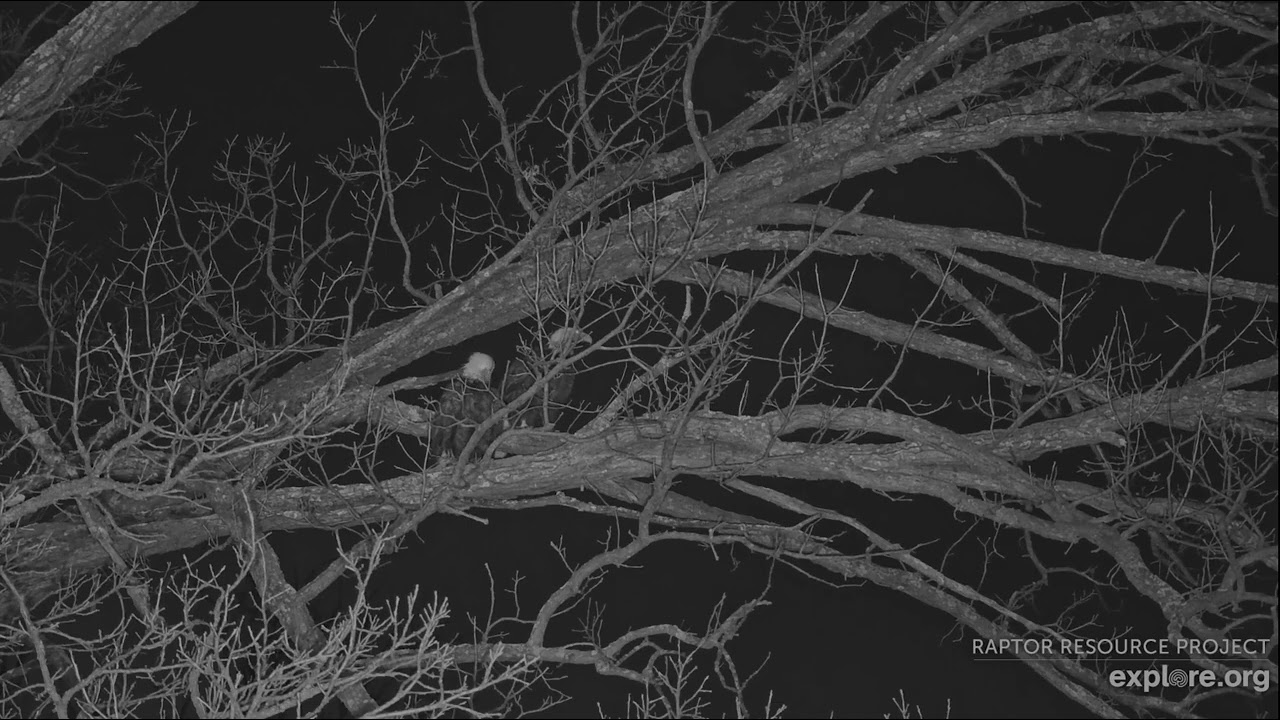 Decorah North Eagles 3-3-26, 6:25 pm DNF to nest then Love Tree, UM follows, both in for the night