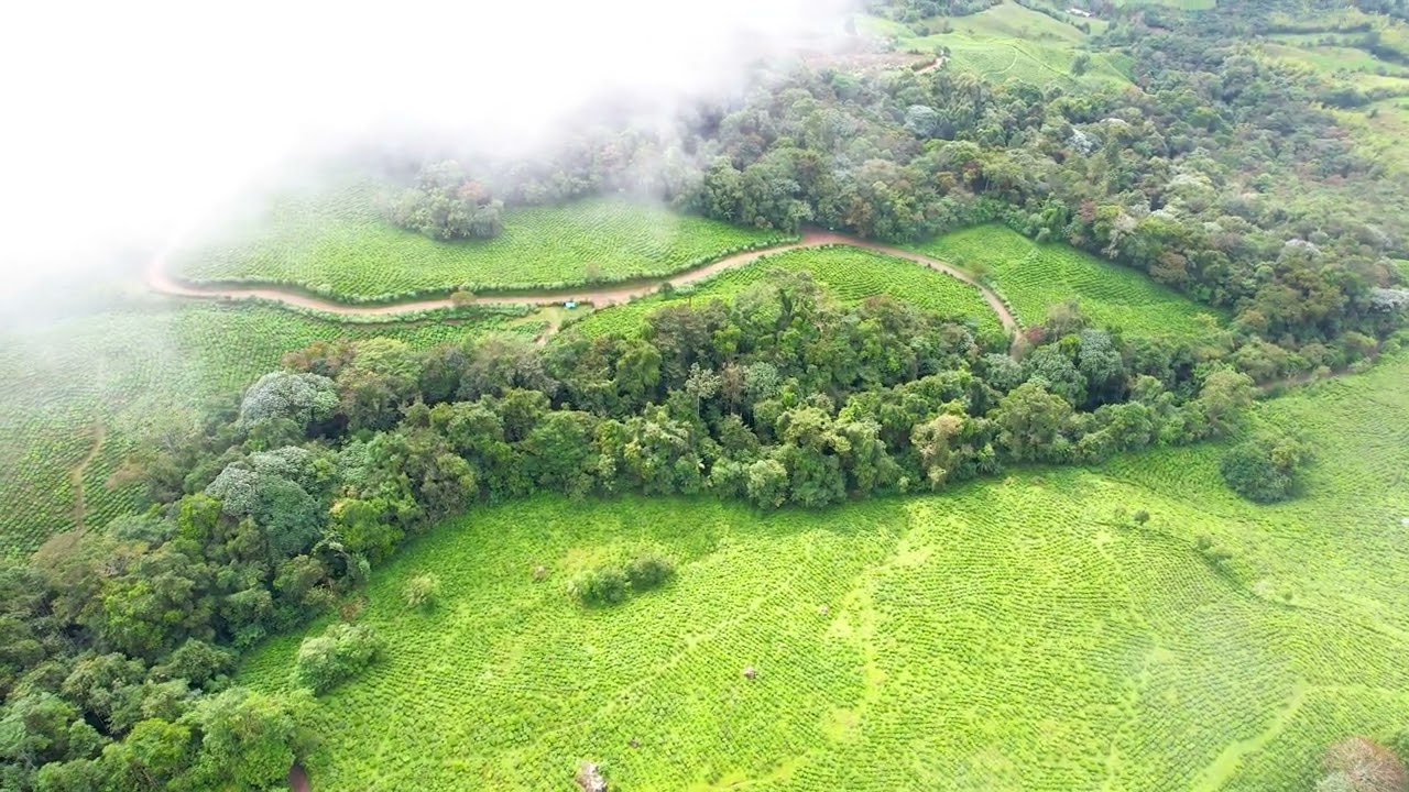 Campos de te Chicoral - ALTO DAPA - BITACO