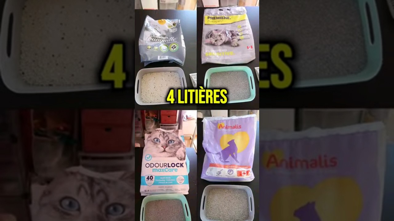 Quelle est la meilleure liti&egrave;re agglomerante pour chat parmis ces 4 ? [Vid&eacute;o enti&egrave;re sur la chaine]