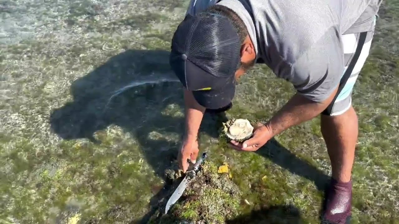 Buscando ostiones de piedra 