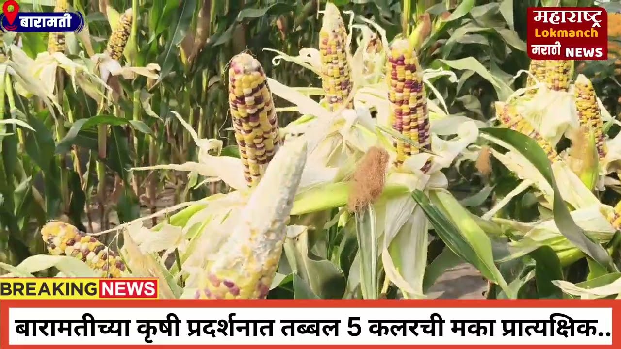Baramati l KVK l बारामतीच्या कृषी प्रदर्शनात पाच रंगांची मका ठरते सर्वांचे आकर्षण..