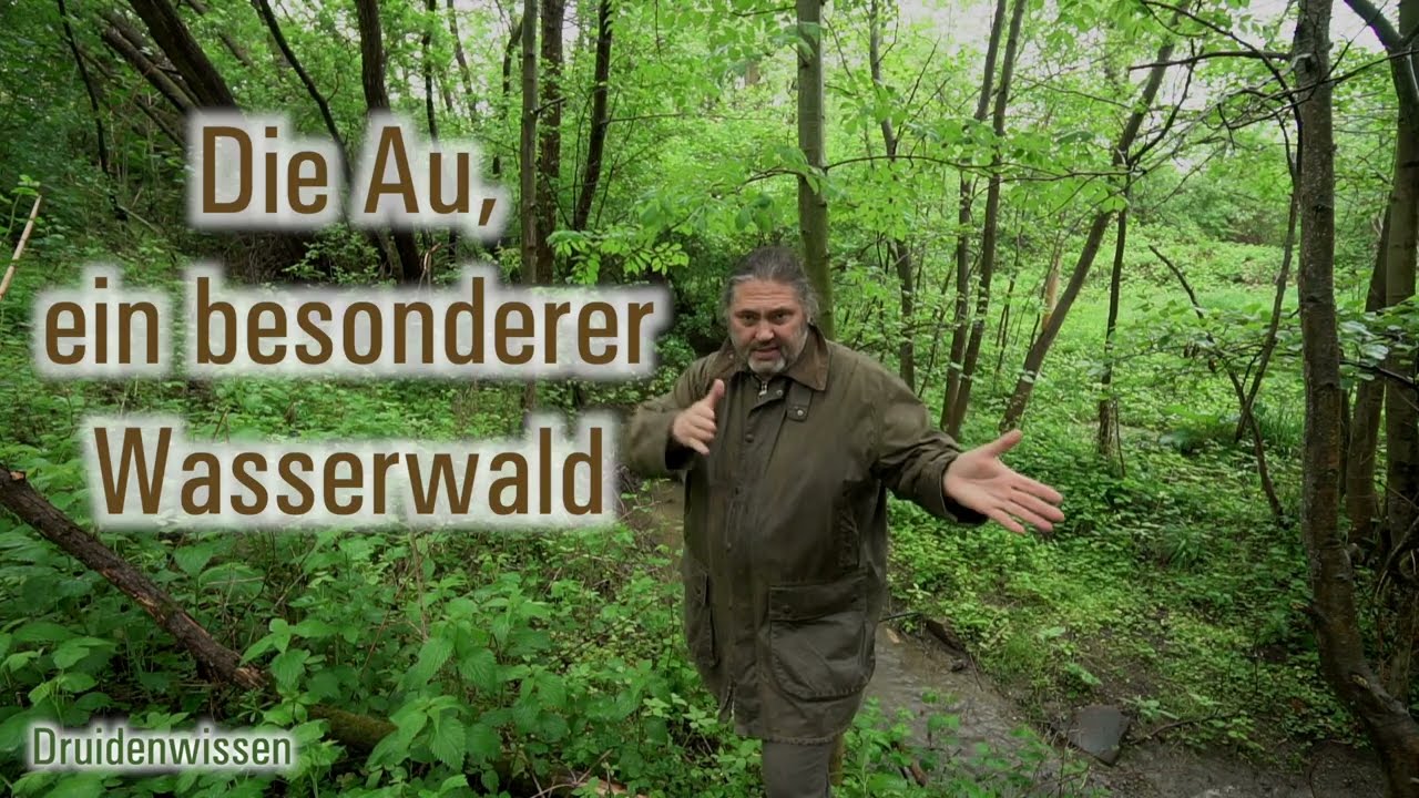 Die Au, ein besonderer Wasserwald