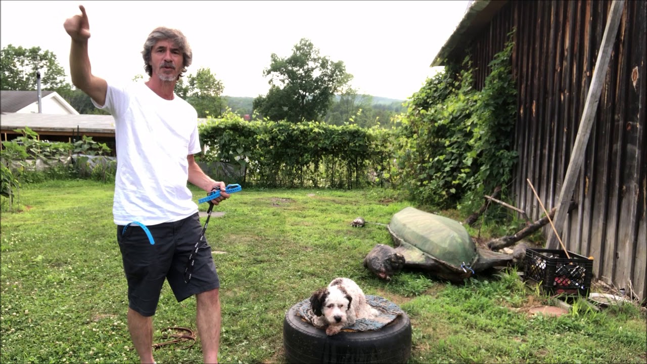 Dogtra IQ No Bark Collar of Skin Sensitive Separation Anxiety Dog (Review)