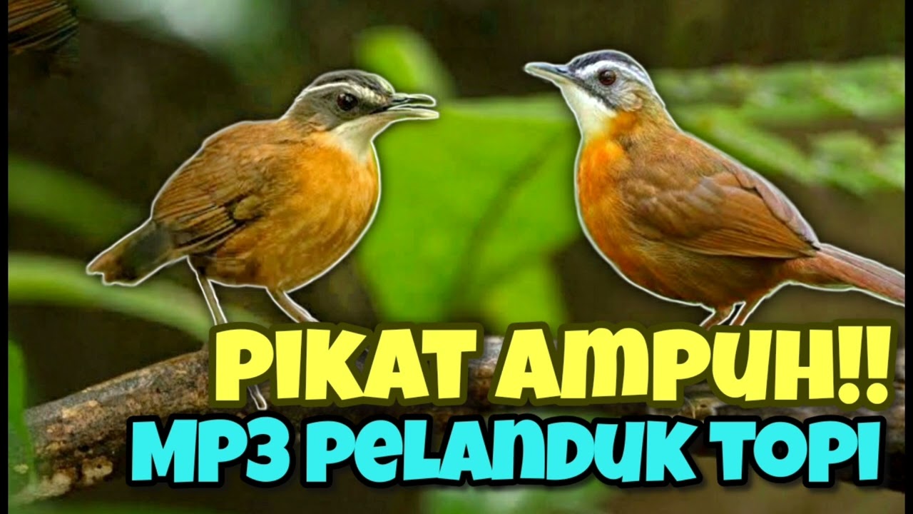 SUARA PIKAT PELANDUK TOPI HITAM