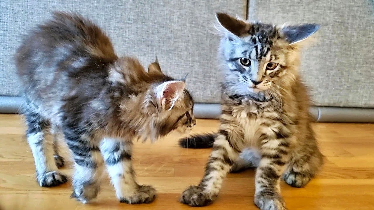 Kittens Meet Each Other for the First Time!