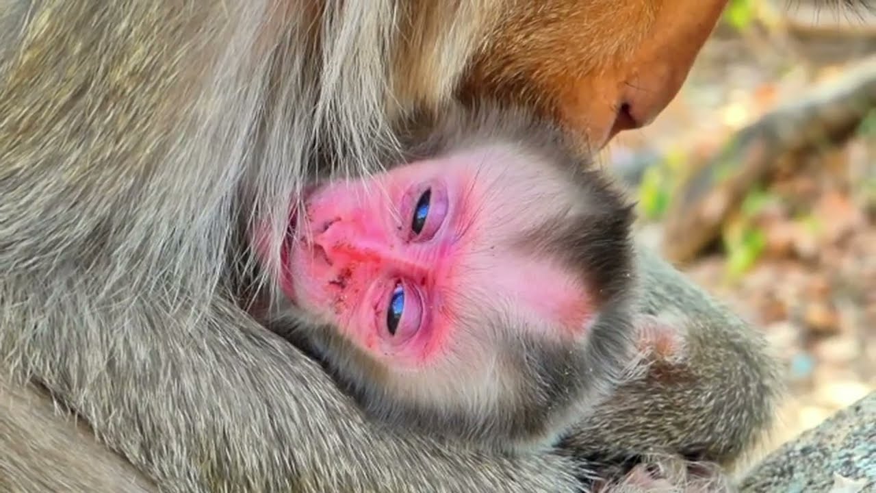 Newborn Baby Monkey Cuddled Lovingly by Its Mother