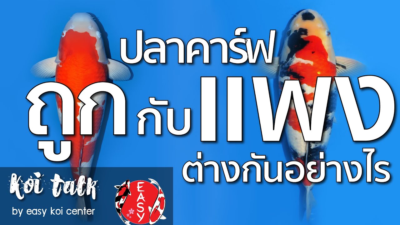 ปลาคาร์ฟหลักพันกับหลักแสนต่างกันตรงไหน