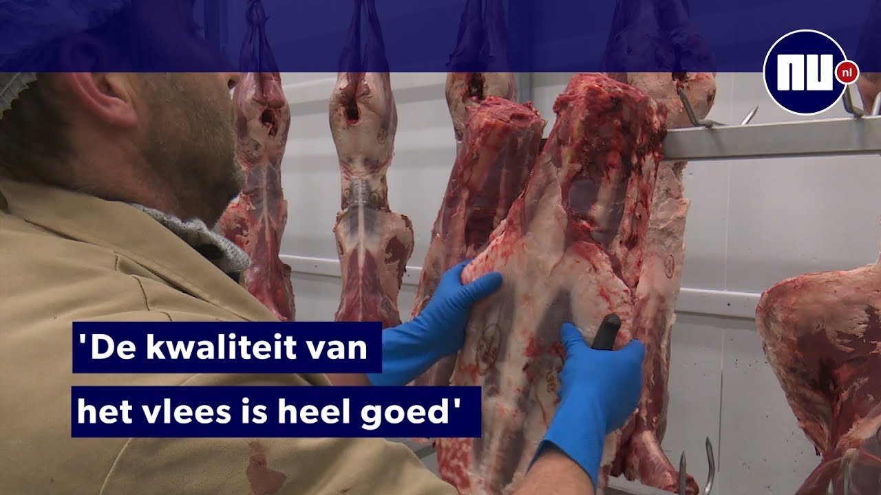 Vlees afgeschoten herten Oostvaardersplassen te koop