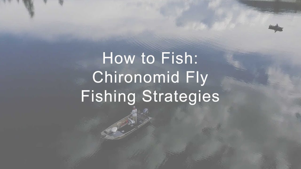 How to Fish: Chironomid Fly Fishing Strategies | GoFishBC