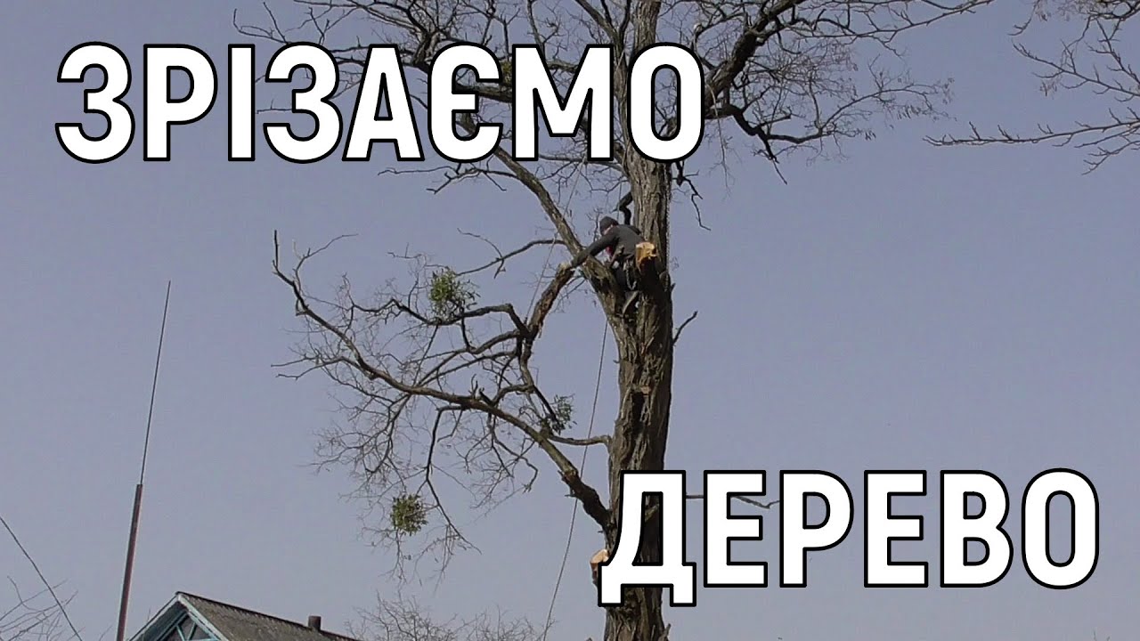 Зрізаємо стару акацію / аварійне дерево