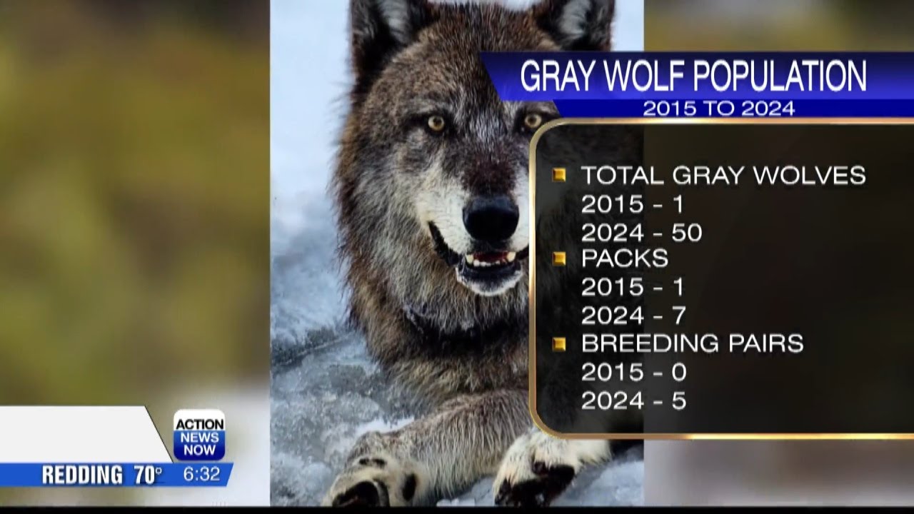 California Department of Fish and Wildlife releases 10-year report on gray wolves