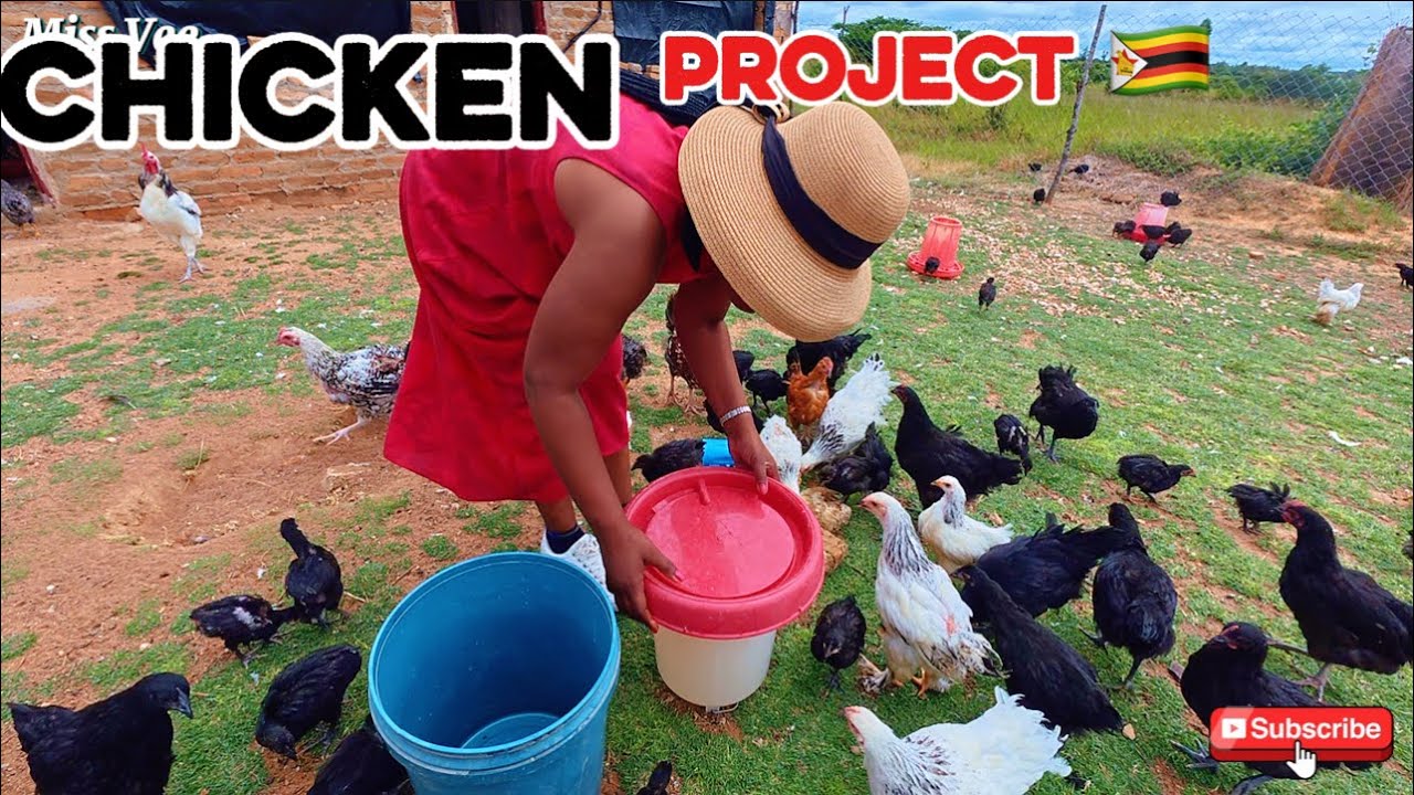 From South Africa to My Village Home 🇿🇼 | Chicken Project Update