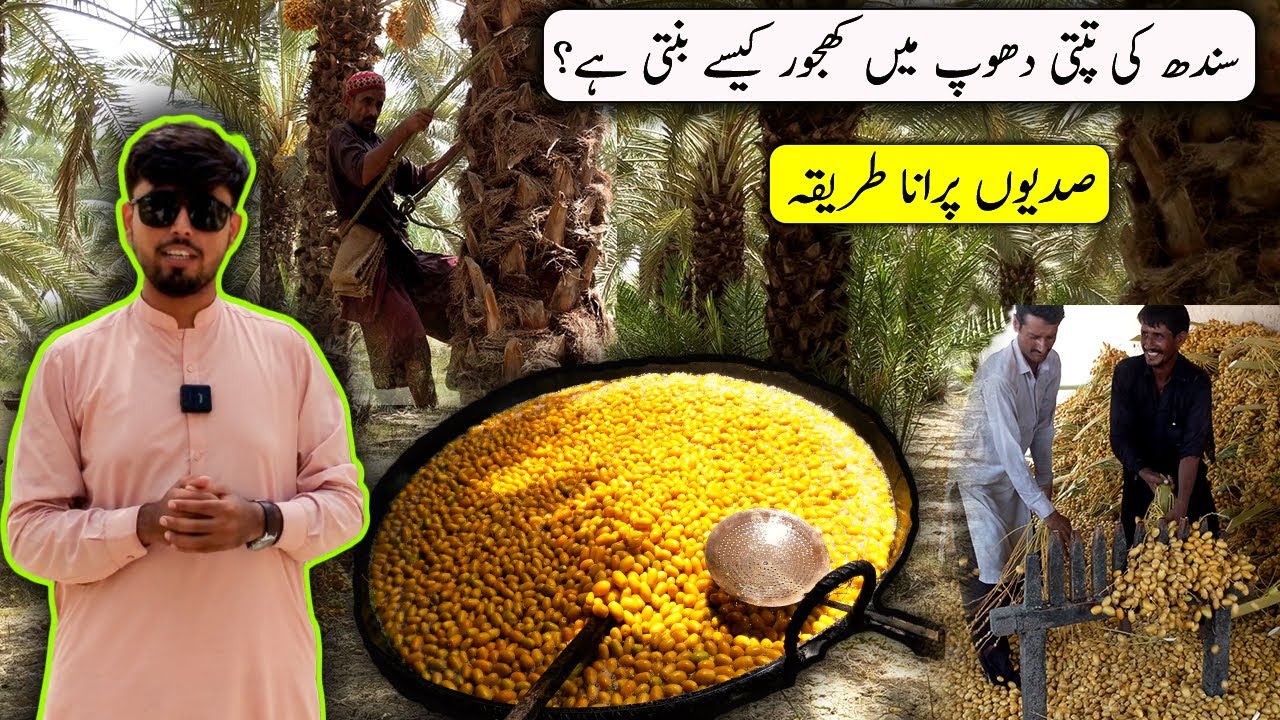 Traditional Dates Processing in Sindh | Chohara Kesy Banta Hai | How to Make Dry Dates