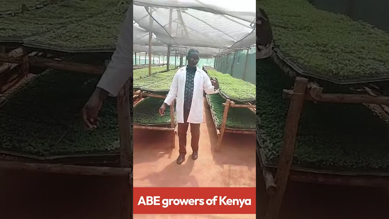 Every farmer in our program is guaranteed premium, high-quality seedlings from our trusted Ekalala.