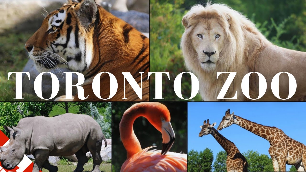 Rare Moments of Animals - Toronto Zoo