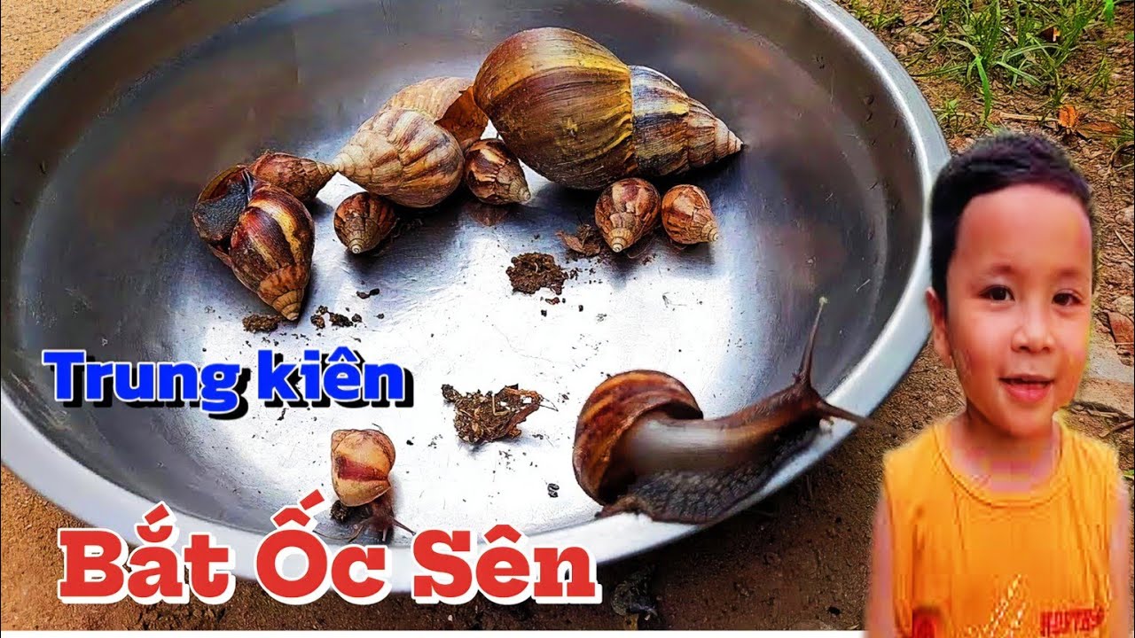 Trung Kiên bắt ốc sên / ốc ma   #ocsen #ocma