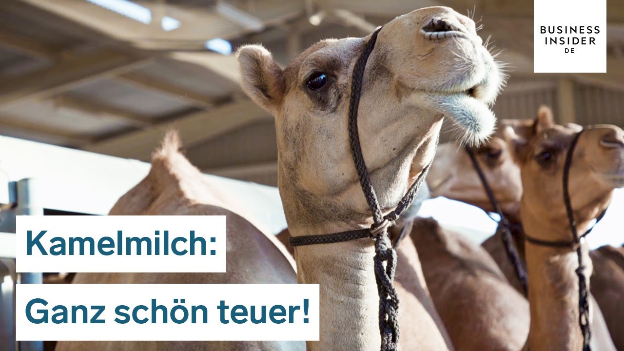 30 Dollar für einen Liter: Darum ist Kamelmilch so teuer | Ganz schön teuer!