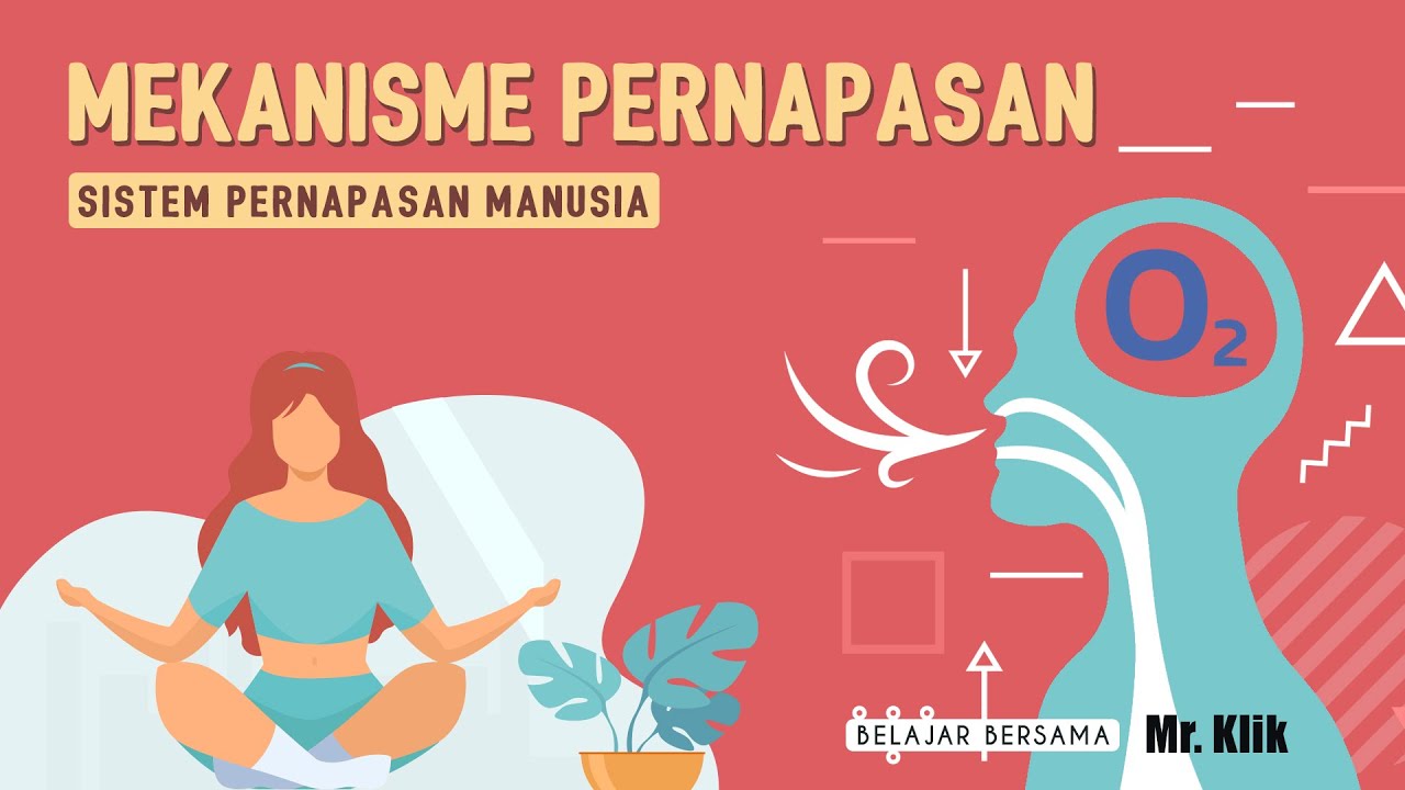 Mekanisme Pernapasan Manusia: Inspirasi, Ekspirasi, Pernapasan Dada & Perut