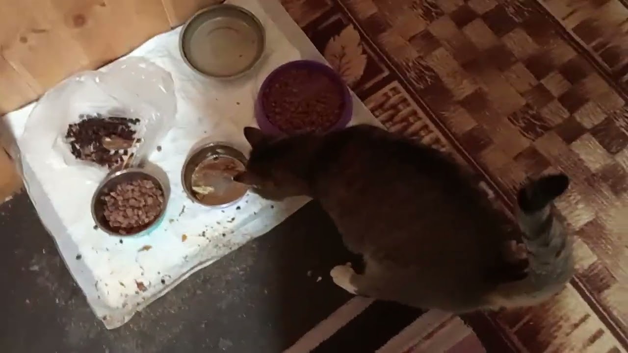 Блог выживания с Анфисой часть 1 