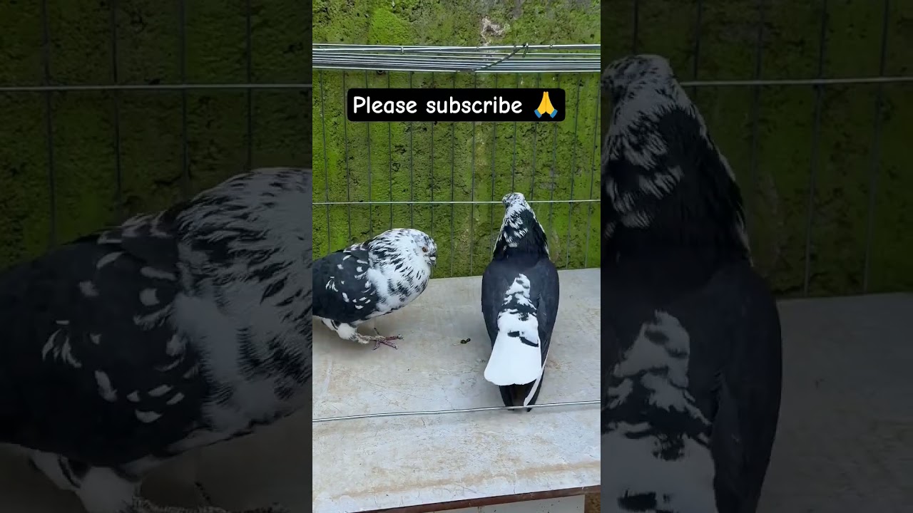 Pigeon Beauty || Desi Kabootar Show