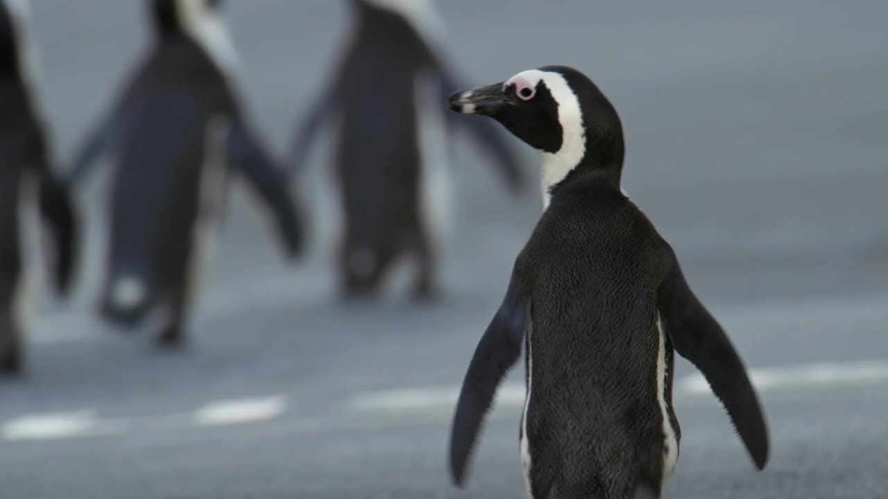 Penguin Crosses Cape Town To Find Mate | Cities: Nature's New Wild | BBC Earth